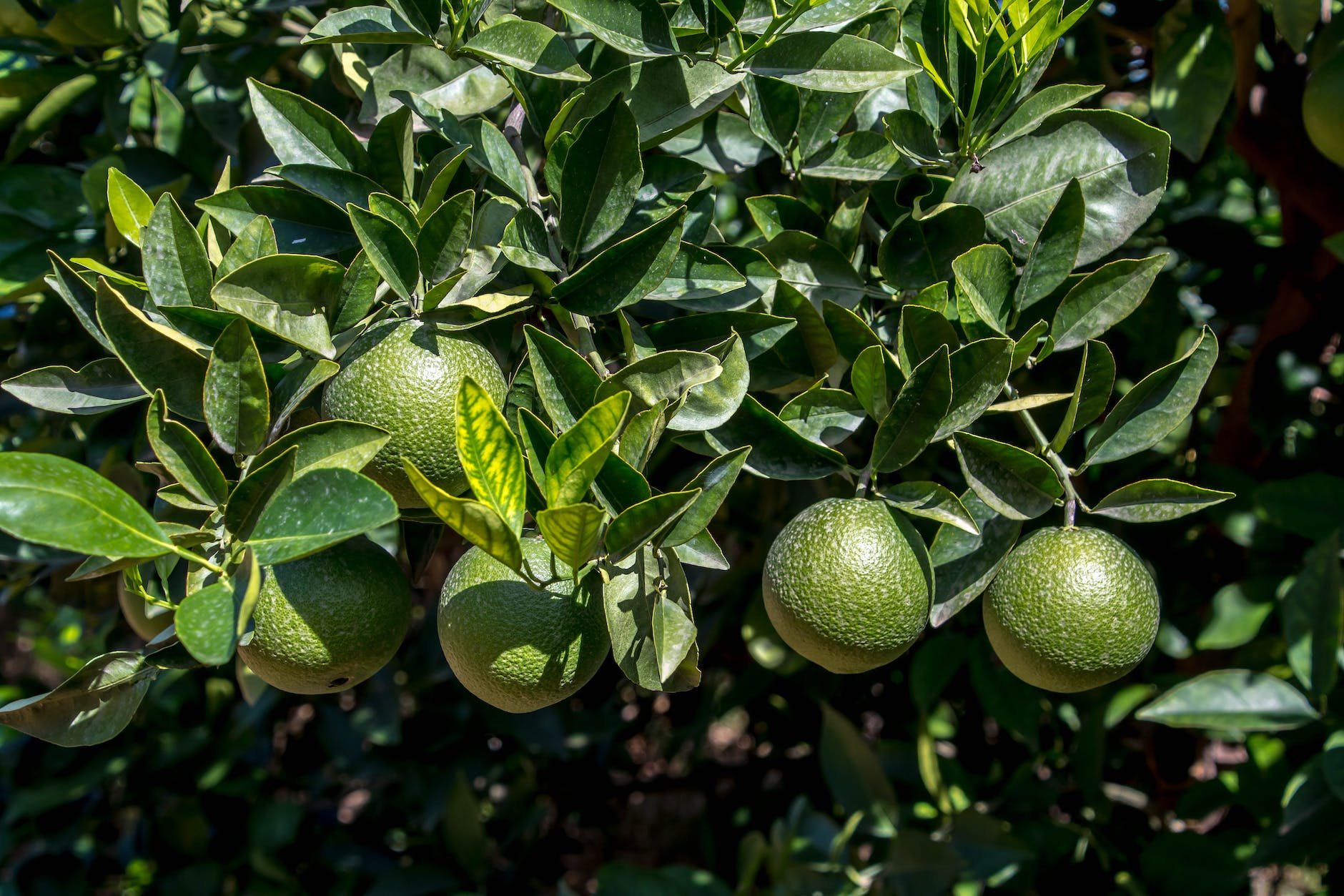 a lime tree with fruits